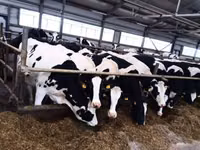 Krava, Swiss cattle — foto 5