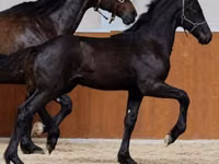 Pastuv, Appaloosa — fotografija 1