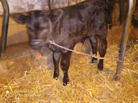 Bull, Aberdeen-Angus — photo 4