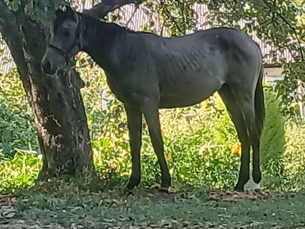Mare, Horses — Kazakhstan