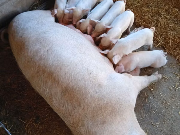 Sow,  — Kyrgyzstan