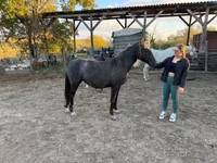 Mare, Lipizzaner — photo 2