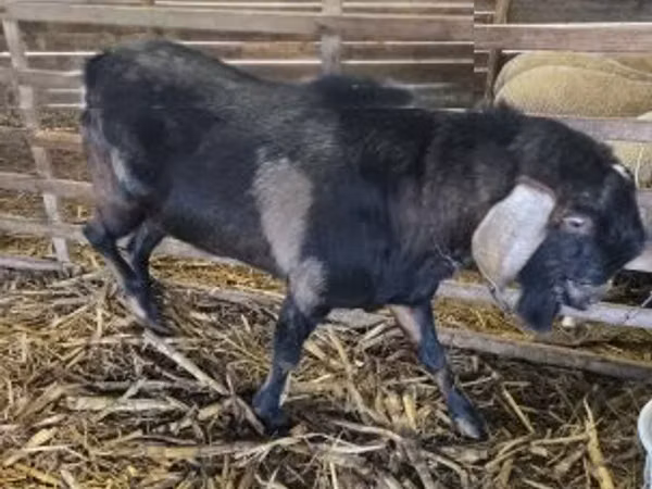 بز نر, Nubian Goat