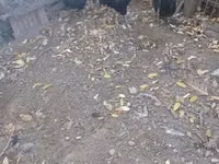 爪哇黑鸡 — 照片 6