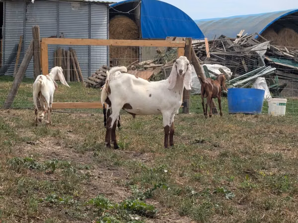Billy Goat, Nubian Goat — Moldova