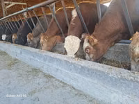 Toro, Simmental cattle — foto 5