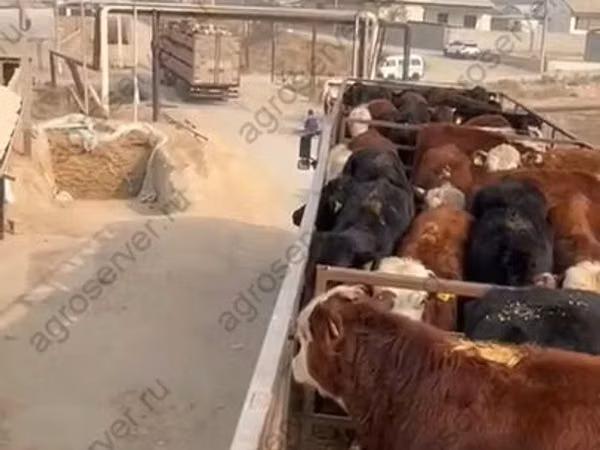 Bull, Cattle — Russia