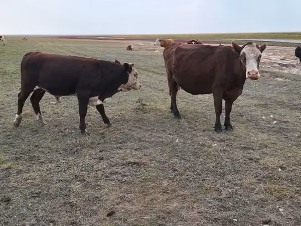 Koe, Simmental cattle
