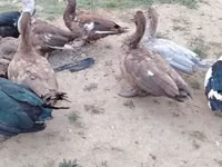 Ducks — zdjęcie 5