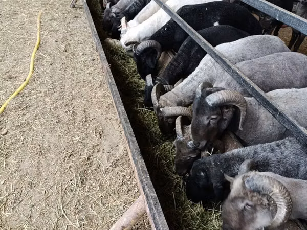 Ram, Sheep — Uzbekistan