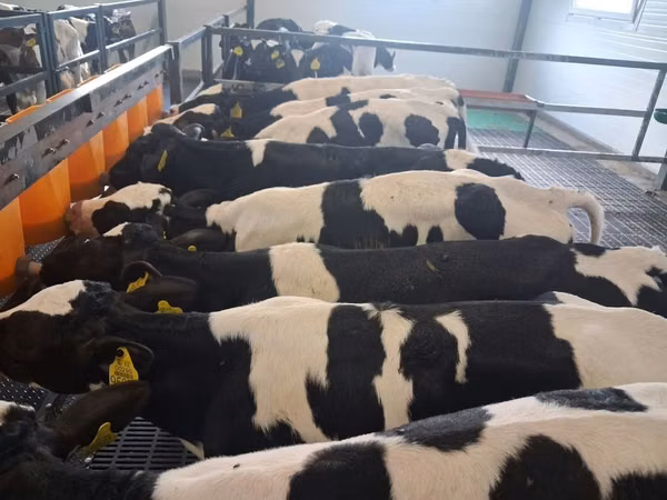 گاو نر, Russian Black pied cattle