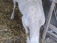 Vædder, Assaf sheep — foto 2