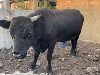 Bull, Aberdeen-Angus — photo 2
