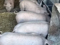 خوک ماده — عکس 1