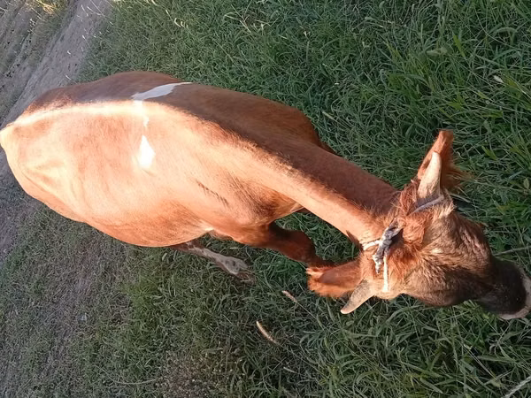 Bull, Cattle — Kazakhstan