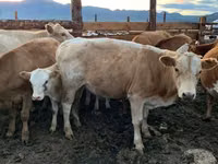Vaca, Ganado vacuno — foto 1