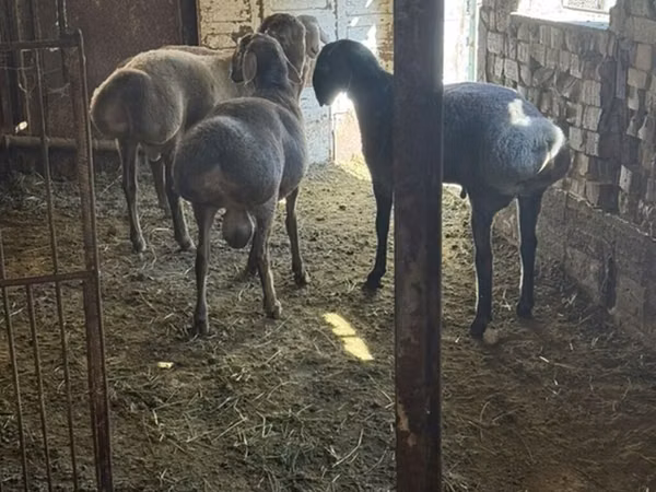 Ram, Arashan sheep