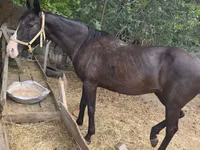 Kuda betina, Horses — foto 4