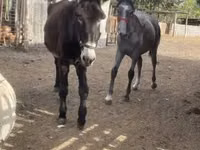 اسب نر, اسب — عکس 1