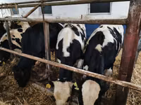 Toro, Russian Black pied cattle — foto 1