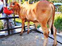 Banteng, Cattle — foto 4