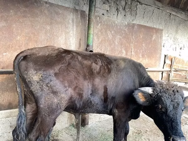 Bull, Cattle — Uzbekistan