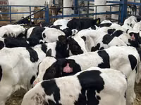 Banteng, Holstein breed — foto 3