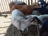 Biri-biri betina, Sheep — foto 4