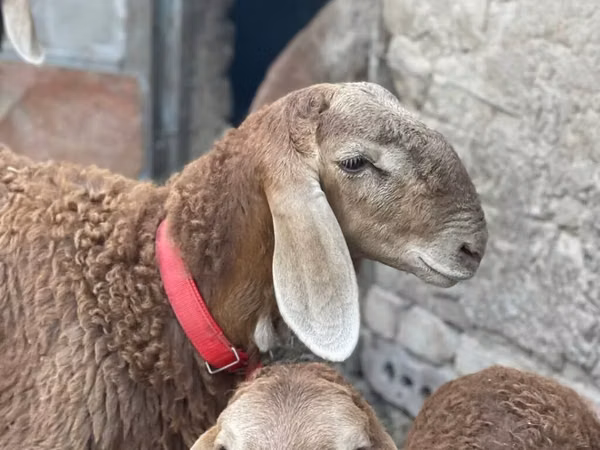 Montone, Arashan sheep