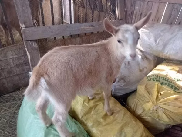 Echki, Italian Alpine goat