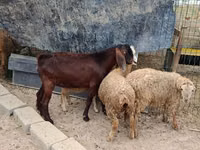 ছাগল, Damask goat — ছবি 2