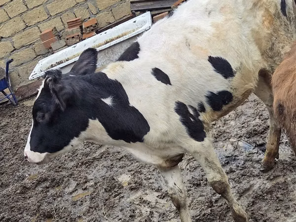 Cow, Ukrainian Red Pied Dairy cattle