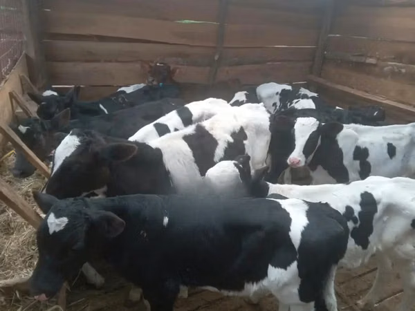 ВРХ (партія, стать не вказано), Russian Black pied cattle