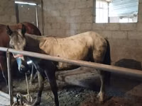 اسب نر, Horse breed — عکس 1