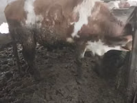 सांड, Simmental cattle — फ़ोटो 3