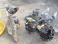 Chickens — ფოტო 2