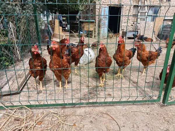 Chickens — Kyrgyzstan