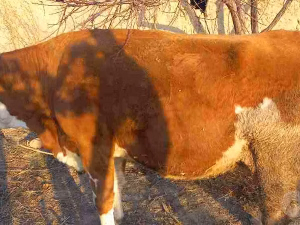 Cow, Hereford