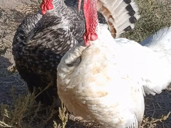 Turkeys — Kyrgyzstan