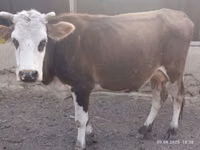 Cow, Simmental cattle — photo 1