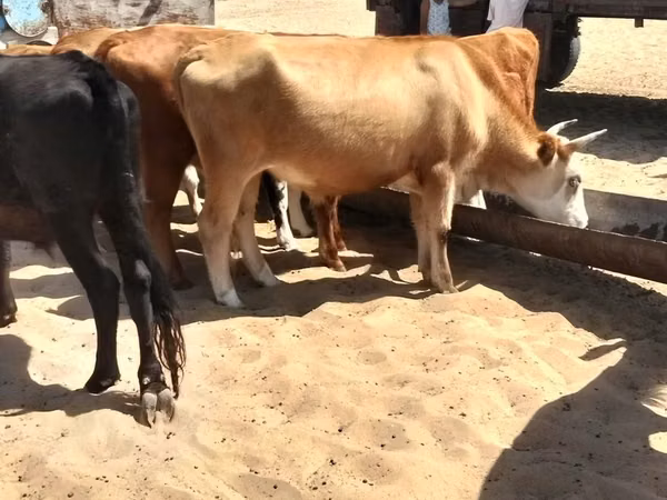 Bull, Cattle — Kazakhstan