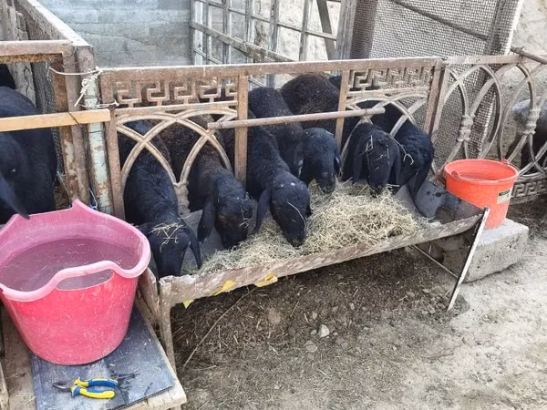 Sheep (batch, sex not specified), Sheep — Uzbekistan