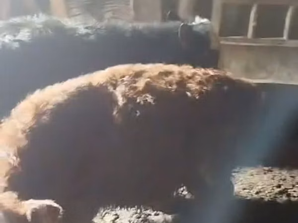 Ram, Sheep — Kazakhstan