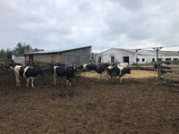 Vache, Race Holstein — photo 1