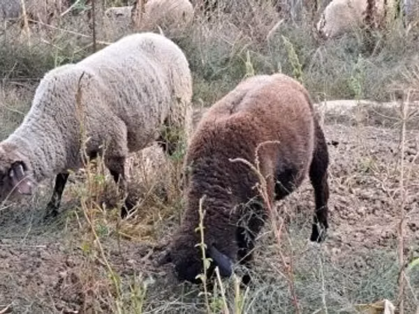 Ram, White Suffolk sheep