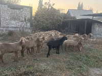 Ovca, Arashan sheep — fotografija 5