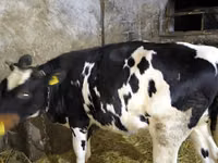 Cow, Russian Black pied cattle — photo 2
