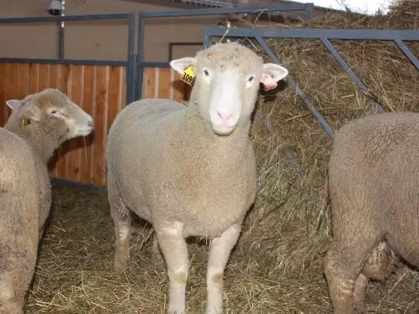 Ram, Dorset horn sheep — Russia