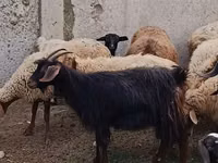 Billy Goat, Goats — photo 2