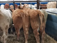 Cattle (batch, sex not specified), Belgian Blue — photo 8